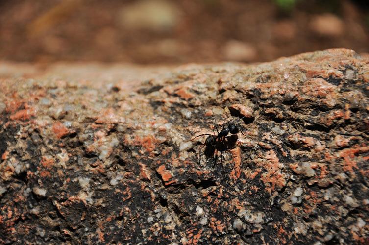 石阶上的蚂蚁,附局部放大图,原来身上有很多绒毛图片3