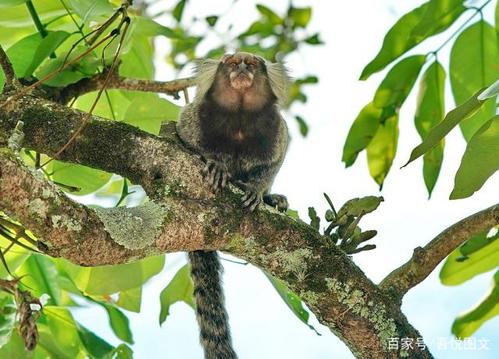 棉耳狨猴,两只耳朵上面各有一簇棉花状的白色绒毛